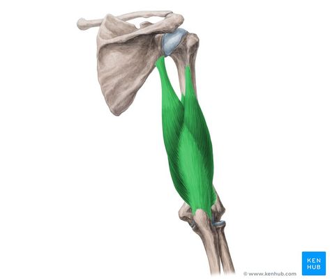 Triceps Brachii Muscle, Biceps Brachii Muscle, Skeleton Muscles, Arm Anatomy, Human Muscle Anatomy, Sports Massage Therapy, Biceps Brachii, Gross Anatomy, Musculoskeletal System