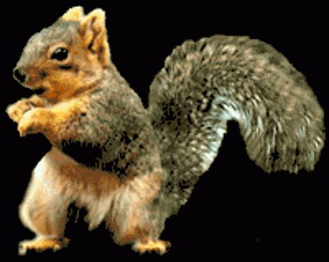 Squirrel Funny Squirrel GIF - Squirrel Funny Squirrel Dance - Discover & Share GIFs Dancing Squirrel, Dance Gifs, Dancing Clipart, Eastern Gray Squirrel, Happy Squirrel, Noahs Ark Animals, Secret Squirrel, Dance Gif, Funny Dancing Gif