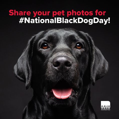 😍Today we celebrate National Black🐩 Dog Day! This celebration encourages the adoption of a dog in darker shades. Black dogs are less likely to be adopted for no other reason than their coloring. Regardless of behavior, size, breeding, personality, or age, the phenomenon persists. You’ll find their behavior is no different from dogs of different colors😍 Black Dog Day, Vet Medicine, Black Dogs, Surprise Surprise, Surprise Az, Dog Day, Pet Wellness, Dark Shades, Let's Celebrate