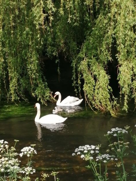 Calming Images, Two Swans, Mute Swan, Film Inspiration, Wild Nature, Ethereal Art, Nature Aesthetic, Swans, Pretty Places