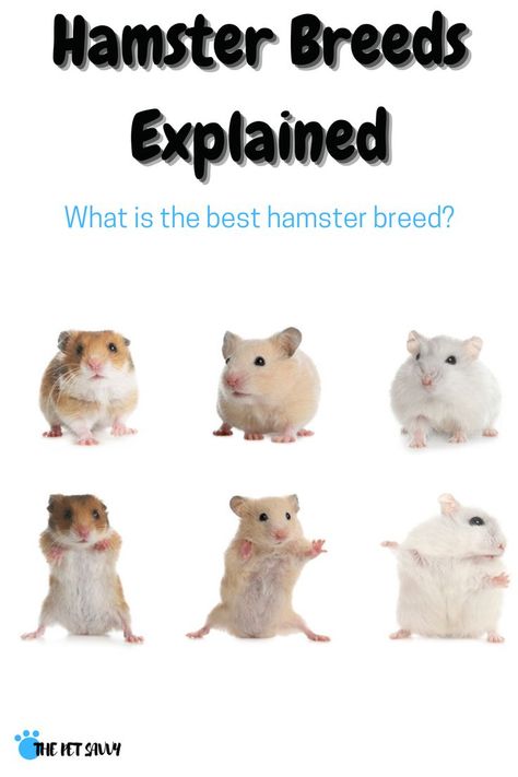 What are the different hamster breeds and which one makes the best pet? In this post, you will discover all the different hamster breeds, colors and fur patterns - from the rarest to the most common #hamster #hamsters #hamsterbreeds #hamstercolors #hamsterpatterns #hamstercare #happyhamster #besthamster #rarehamster #syrianhamster #siberiandwarfhamster #campbellhamster #roborovskihamster #chinesehamster #cutehamster #cutepets #pocketpets Campbell Hamster, Chinese Hamster, Hamster Breeds, Roborovski Hamster, Bear Hamster, Hamster Life, Coat Types, Hamster Care, Baby Hamster