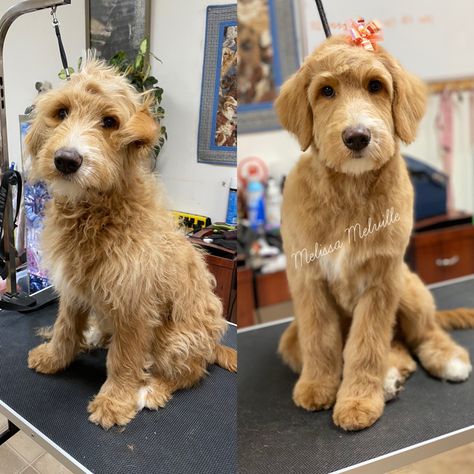 Female Goldendoodle Haircut, Straight Hair Goldendoodle Haircut, Labradoodle Short Haircut, Aurora Haircut, Labradoodle Hair, Labradoodle Haircut Style, Dog Hairstyle, Doodle Haircuts, Labradoodle Haircut