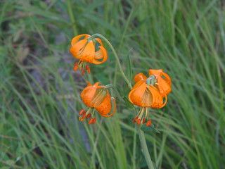 Wild Tiger Lily, Tiger Lilies, Wild Tiger, Tiger Lily, Flower Ideas, Flower Boxes, Beautiful Moments, Flower Tattoos, British Columbia