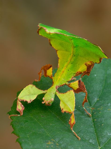 Australian leaf bug Leaf Bug, Colorful Insects, Weird Insects, Pictures Of Insects, Cool Insects, Cool Bugs, A Bug's Life, Beautiful Bugs, Incredible Creatures