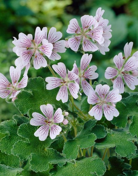 Find help & information on Geranium renardii Renard geranium Herbaceous Perennial from the RHS Trailing Geraniums, Garden Types, Powdery Mildew, Flower Names, Herbaceous Perennials, Plant Health, Garden Edging, Flower Border, Design Course