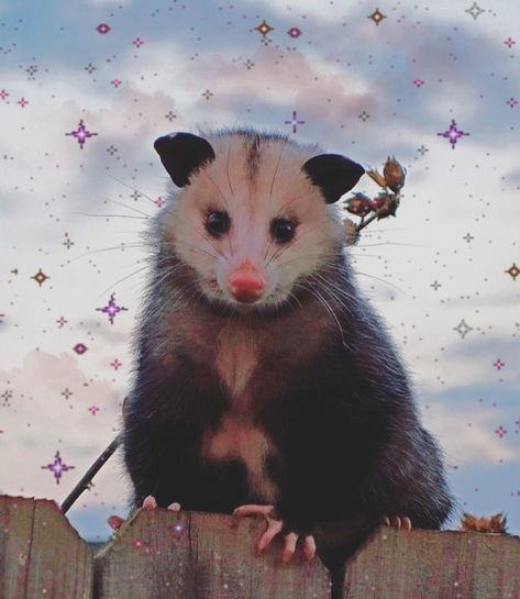 Alex on Instagram: “I edited something:/ 💕💕💕 - - - - 📸: dm me - #possum #oppossum #opossumsofinstagram #cute #marsupial #northamericasonlymarsupial #animals…” Awesome Possum, Iphone Wallpaper Images, Trash Panda, Wallpaper Image, Pretty Animals, Wallpaper Images, Silly Animals, Cute Creatures, Cute Little Animals