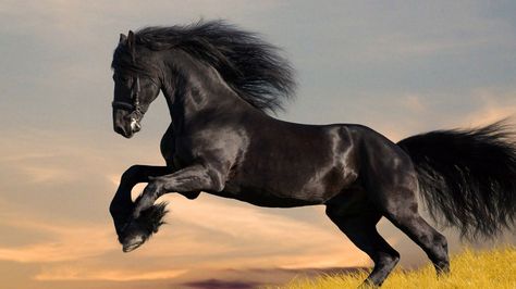 Friesian Horse Wallpapers - Wallpaper Cave Hair, Black