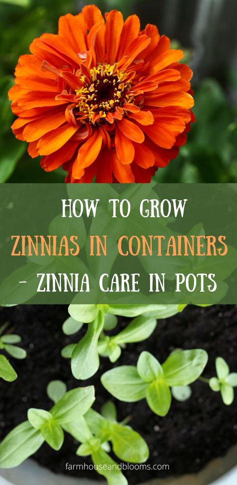 two pictures, one of zinnia flowers, and one of zinnia seedlings in a pot Zinnias In Containers, Zinnias In Pots, Growing Zinnias, Planting Flowers From Seeds, Front Porch Flower Pots, Zinnia Garden, Front Porch Flowers, Porch Flowers, Zinnia Flowers