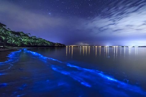 La Parguera at night, bioluminescent bay,Puerto Rico Bioluminescent Bay Puerto Rico, Darien National Park, Bioluminescent Bay, Natural Swimming Pools, Porto Rico, Beautiful Forest, Destination Voyage, Awe Inspiring, Natural Wonders