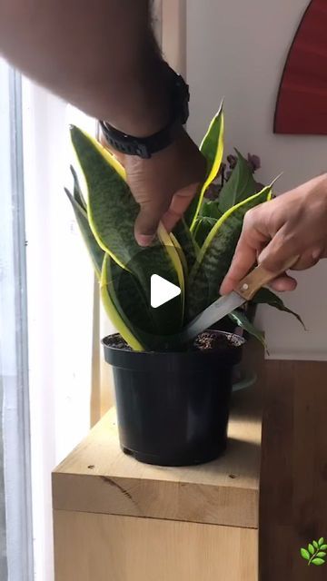 Bloom bursts on Instagram: "Snake plant Propagation by leaves. 🌱🪴🌿

#houseplants #plantcare #planttips #plantstyling #plantbasics #begginerplants #plantcareguide #plantparent #plantcollector #plant #plants #usa #indoorplant #indoor #garden #plantlife #gardening #houseplant #plantsofinstagram #plantlover #plantlove #fyp #indoorgarden #leaflover #plantaddict #plantgoals #plantdecor #fypシ #indoorjungle #snakeplant" Propagating Snake Plant, Snake Plant Propagation, Plant Goals, Plant Propagation, Indoor Jungle, Propagating Plants, Snake Plant, Plant Life, Plant Lover