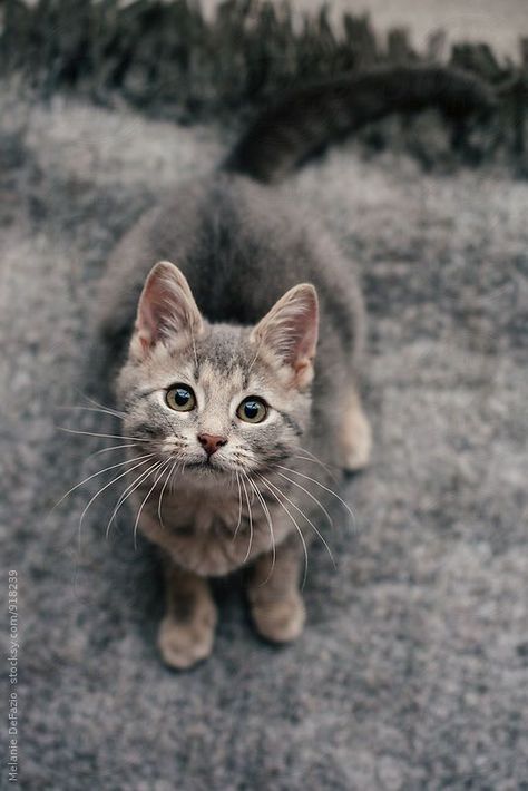 Cat Looking Up At Camera, Cat Looking Up, Cat Looking At Camera, Funniest Cats, Turkish Angora Cat, Herding Cats, Angora Cats, Image Chat, Kitten Care