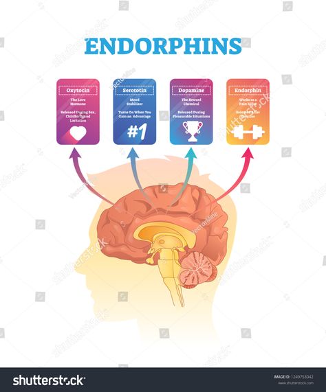 Endorphins vector illustration. Isolated human brain cross section hormones scheme. Exposure and release time for oxytocin, serototin, dopamine and endorphin. Anatomical and biochemical explanation.cross#brain#section#scheme Brain Illustration Creative, Brain Illustration, Self Actualization, Illustration Creative, Cross Section, Human Brain, Creative Icon, Icons Design, Abstract 3d