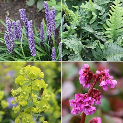 Plant combinations Polypodium Vulgare, Shady Plants, Liriope Muscari, Evergreen Groundcover, Daffodil Bulbs, Perennial Shrubs, Orchid Pot, Border Plants, Fern Plant