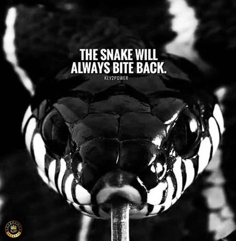 Snake Quotes, Dark Mark Tattoos, Scary Quotes, Good Relationship Quotes, Life Quotes Pictures, The Snake, Dark Photography, Real Life Quotes, Real Quotes