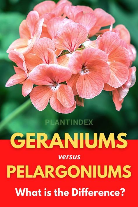 Despite being part of the Geraniaceae family and looking similar, Geraniums and Pelargoniums are not part of the same genus. While their names are often used interchangeably, there are notable differences between the two plants, which make them different plants. I’m going to discuss these differences and help you identify each plant. I’m also going to cover a few types of geraniums and pelargoniums. Scented Geraniums Plants, Pelargonium Geranium, Geranium Care, Geraniums Garden, Geranium Plant, Scented Geranium, Coastal Garden, Pelargonium Graveolens, Morning Glories