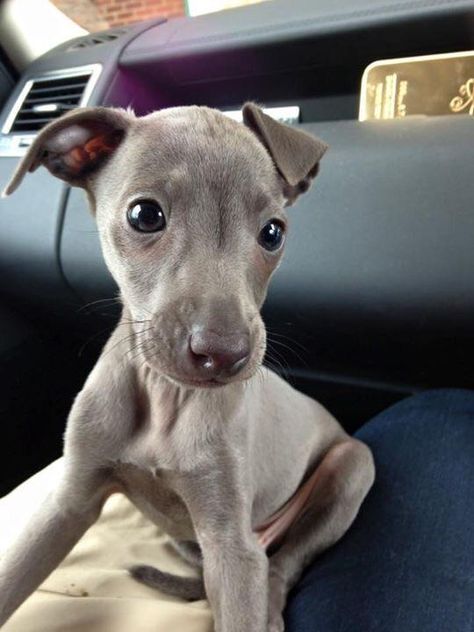 My italian greyhound when he was a pup ! - Follow for more cuteness :) <3 Grey Hound Puppy, Italian Gray Hounds, Italian Greyhound Puppies, Greyhound Puppy, Italian Greyhound Dog, Hound Puppies, Cute Dogs Images, Greyhound Dog, Grey Dog