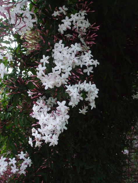 jazmín 2 Jasmine Vine, Jasmine Plant, Garden Vines, White Plants, Growing Grapes, Jasmine Flower, Moon Garden, White Gardens, Climbing Plants