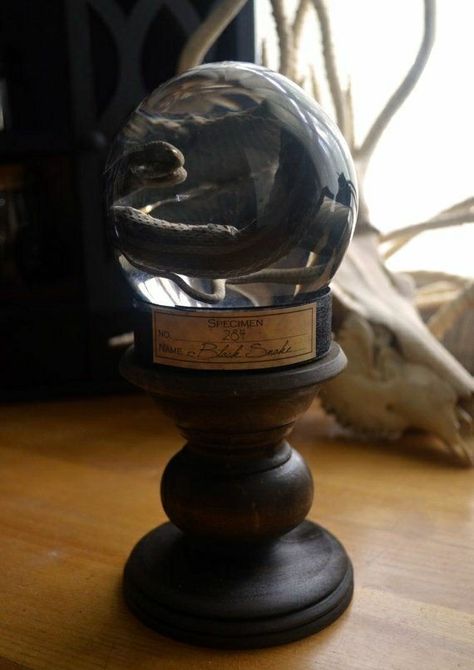 Desk Aesthetic Inspiration, Specimen Display, Garter Snake, Halloween Potion Bottles, Wet Specimen, Which Witch, Halloween Potions, Vulture Culture, Eclectic Interior Design