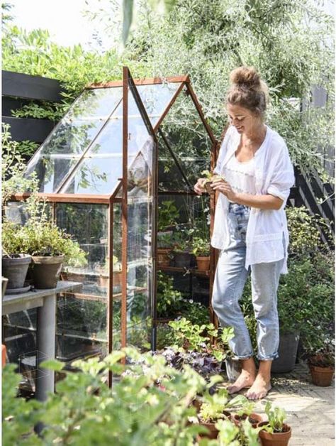 Small Green House Ideas, Mini Greenhouse Ideas, Greenhouse Setup, Small Green House, Green House Ideas, Working Garden, Greenhouse Shed, Greenhouse Ideas, Garden Inspo