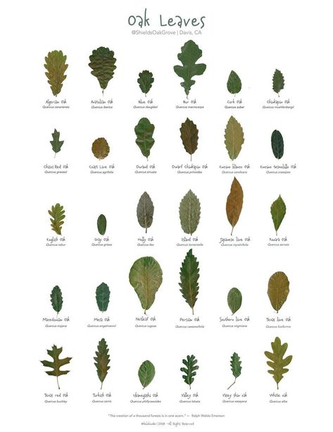 Tree Leaf Identification, Identifying Trees, Leaf Identification, Leaves Poster, Tree Id, Tree Identification, Live Oak Trees, Different Species, Art 2024