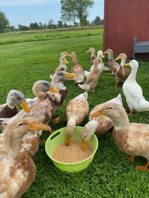 Ducklings are 13 weeks and 6 weeks. The two Pekin ducks hatched from Saxony eggs. Has anyone else had white ducks hatch without any Saxony markings? Ancona Ducks, Pekin Ducks, Farm Goals, Ducks And Chickens, Duck Photography, Pekin Duck, Farm Aesthetic, Duck Breeds, Greenhouse Farming