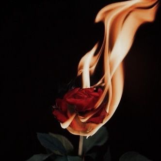 Flaming Rose, Modern Day Disney, Burning Flowers, Burning Rose, Rose Aesthetic, Fire Tattoo, Light Red, Flowers, Red