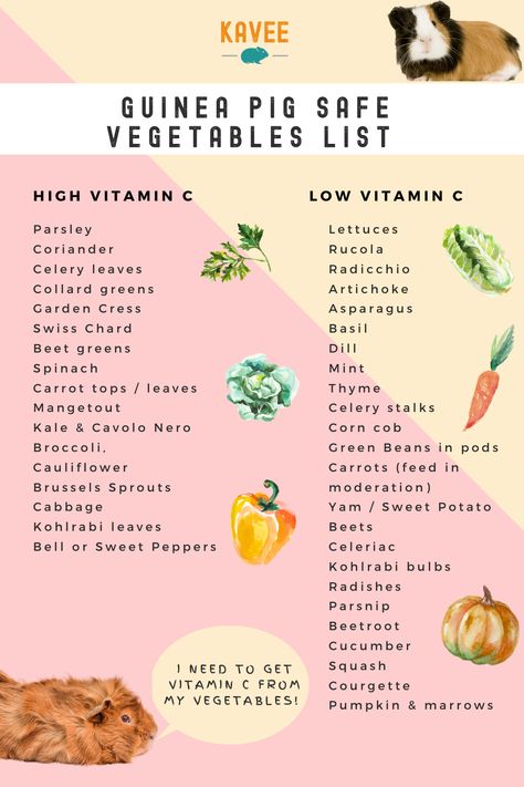 Guinea pig safe vegetables list. Keep your guinea pig safe and healthy with these vegetables. #Food #Guinea #Pigs #Safe Guinea Pig Food Chart, Guinea Pig Diet Chart, Guinea Pig Vegetable List, Guinea Pig Litter Box Ideas, Guenia Pig Cages Ideas, Guinea Pig Ideas, Aesthetic Guinea Pig Cage, Guinea Pig Enrichment, Food For Guinea Pigs