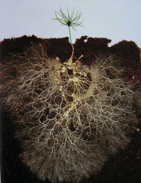 Healthy Soil Microbes, Healthy People -  The microbial community in the ground is as important as the one in our guts. Small Pine Trees, Healthy Soil, Root System, Plant Health, Soil Health, Soil Improvement, Tree Roots, Plant Roots, Growing Tree