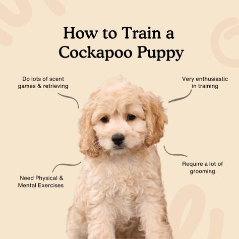 How-to-Train-a-Cockapoo-Puppy Toy Cockapoo, Mini Cockapoo, Cockapoo Puppy, Puppy Socialization, Cockapoo Dog, Dog Haircuts, Cockapoo Puppies, Popular Dog Breeds, Most Popular Dog Breeds