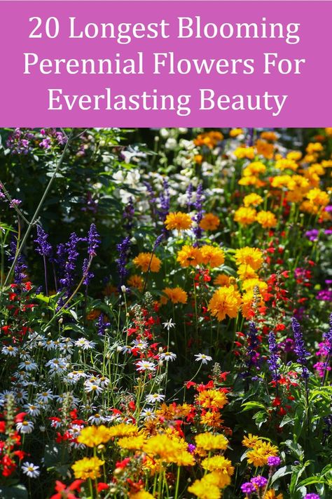 These are the plants you should grow if you want to enjoy beautiful blooms for months on end. Long Flowering Plants, Delosperma Cooperi, Garden Of Paradise, Outdoor Yard Ideas, Vicks Vapor, Long Blooming Perennials, Mary Quite Contrary, Outside My Window, Plant Tips