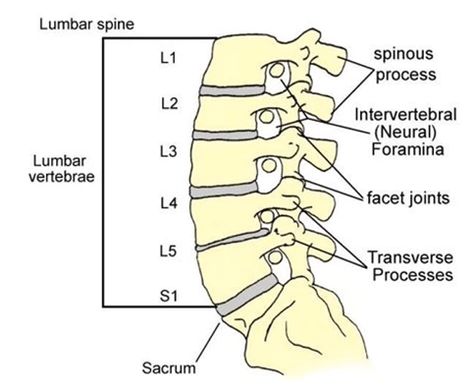 L5 Vertebra - The 5th of the Lumbar Vertebrae Spine Diagram, Spine Anatomy, Cervical Disc, Swollen Knee, Gross Anatomy, Chronic Lower Back Pain, Bulging Disc, Muscle Twitching, Ligaments And Tendons