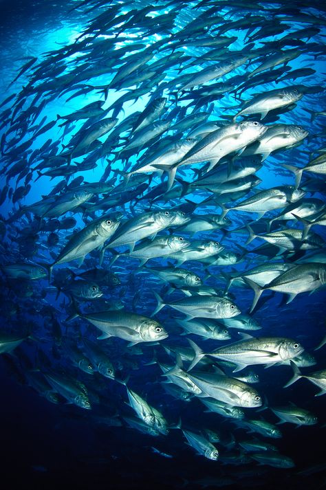 Schools Of Fish, Fish In The Ocean, Fish In Water, Fish School, Sea Life Creatures, Sea Life Animals, Fish Underwater, Fish Ocean, School Of Fish