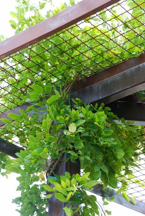 Garden Shade Structure, Iron Pergola Ideas, Steel Shade Structure, Shade Structure Design, Shade Trellis, Backyard Garden Design Ideas, Garage Trellis, Gates Metal, Large Trellis