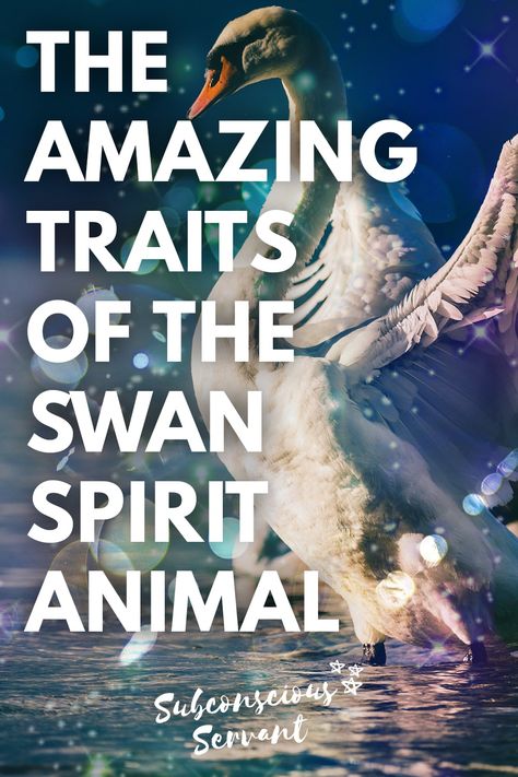 The Swan spirit animal. In this article, I reveal the amazing traits, mythological and spiritual meanings, plus more of the amazing Swan spirit animal. #Swan #SpiritAnimal via @subconsciousservant Swan Goddess, Swan Poem, Black Swan Meaning, Swan Spirit Animal Meaning, Swan Meaning, Swan Symbolism, Swan Spirit Animal, Swan Song Book, Soul Meaning