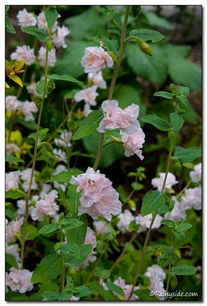 Clarkia Unguiculata, Flower Dictionary, Special Plants, Garland Flower, Cottage Garden Plants, Cold Frame, Seed Company, Organic Fertilizer, How To Make Beer