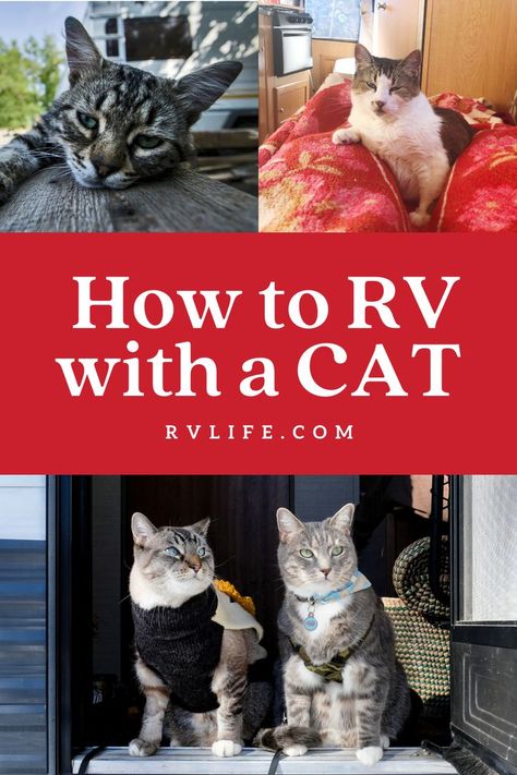 Rv Cat, Camping Family, Rv Trip, Best Campgrounds, Cat Travel, Rv Stuff, Pet Sitters, Rv Travel, Rv Life