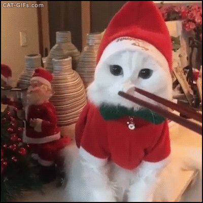 Eating Gif, Best Cat Gifs, Cats Christmas, Cute Christmas Decorations, Santa Cat, Birth Of Jesus Christ, Christmas Cute, Animated Christmas, Cultural Celebration