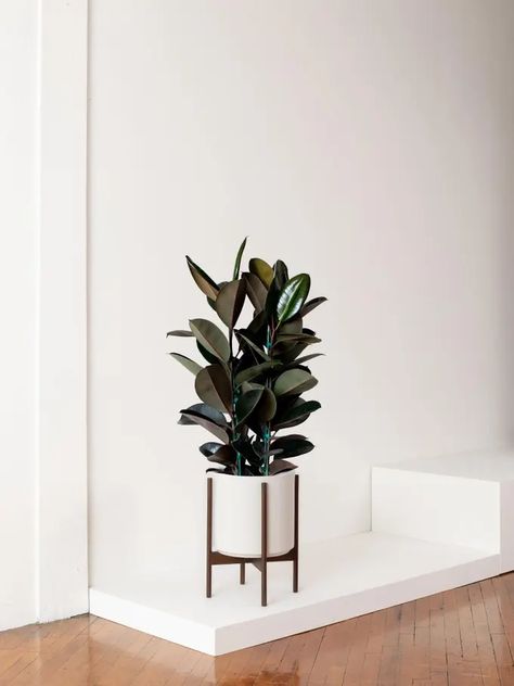 Thoughtfully Curated Plant Sets by Léon & George Rubber Tree Plant, Plant Bud, Plant Care Instructions, Custom Planters, Colored Leaves, Fiddle Leaf Fig Tree, Rubber Plant, Planter Design, Rubber Tree