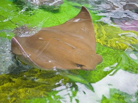 Cow Nose Stingray, Cow Nose Ray, Cownose Stingray, Cownose Ray, Sea Pancake, Electric Ray, Cool Sea Creatures, Cow Nose, Sting Rays