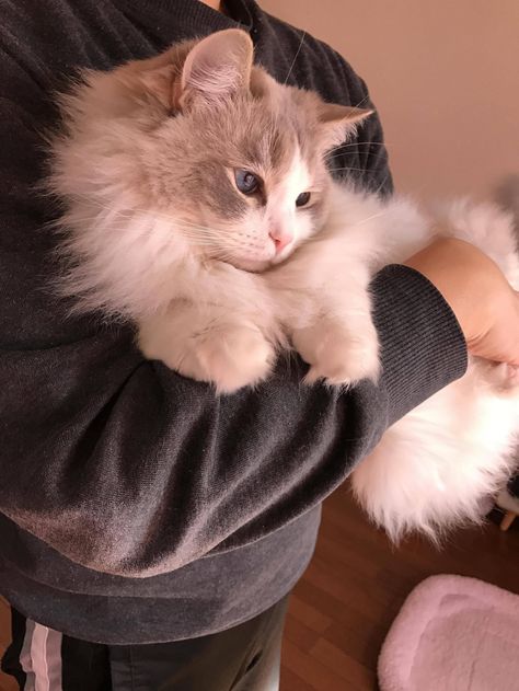 Ragdoll Cat Breed, Cute Little Kittens, Norwegian Forest Cat, Adorable Cats, Like Animals, Little Kittens, Fluffy Animals, Ragdoll Cat, Beautiful Cats