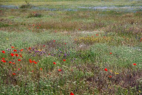 Meadow flowers. Floral texture background. Multicolor flowers blossom on meadow #Sponsored , #AD, #affiliate, #flowers, #texture, #blossom, #Floral Meadow Planting, Flora Background, Green Texture Background, Flowers Texture, Italian Flowers, Grass Vector, Tree Photoshop, Multicolor Flowers, Bloom And Wild