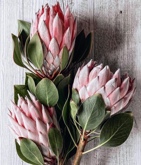 Botanicaetcetera on Instagram: “@art.istic.licence  King Protea by JANE GREYSTONE @janegraystone  #kingproteas #proteas #flor #flowers #pink #stilllifephotography #nature…” Protea Plant, Protea Art, Wow Photo, African Plants, King Protea, Protea Flower, Australian Native Flowers, Most Beautiful Flowers, Beautiful Flowers Wallpapers