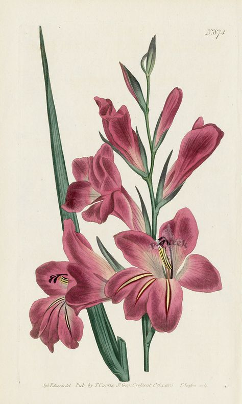 Gladiolus Byzantinus. Turkish Corn-Flag. from Curtis pink amaryllis, poppy anemone, gladiolus, clematis, apple blossom, lavender Gladius Flower Drawing, Gladiolus Drawing Tattoo, Turkish Flowers, Gladiolus Sketch, Drawing Gladiolus Flower, Poppy Anemone, Floral Photography Nature, Gladiolus Botanical Illustration, Floral Reference