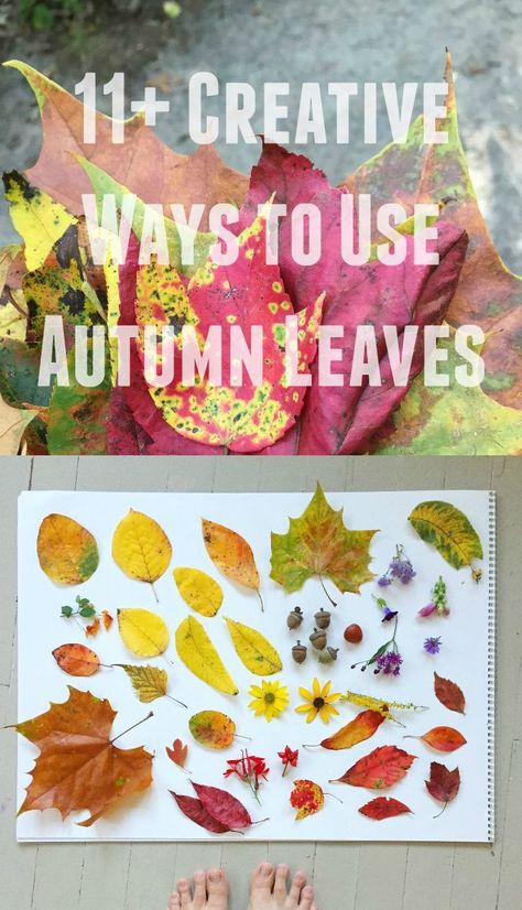 Wondering what to do with Autumn leaves? Here are more than 11 creative ways to use Autumn leaves for crafting, art, and fall decoration. Autumn Leaves Craft, Leaf Collage, Autumn Leaves Art, Easy Art For Kids, Art Activities For Toddlers, Fall Arts And Crafts, Fall Art Projects, Autumn Activities For Kids, Leaf Crafts