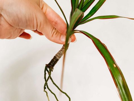 How to propagate a Dragon Tree (Dracaena) | Fiddle & Thorn Dracaena Plant Care, Dracena Plant, Dragon Tree Plant, Dracaena Draco, Dracaena Marginata, Air Layering, Plant Room Ideas, Dracaena Plant, Dragon Tail