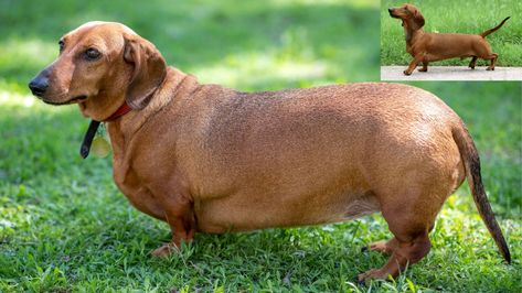 There are some easy ways for you to help your dog lose weight. Pet, just like humans can gain weight and need help losing it. Loose Weight Without Exercise, Fat Dogs, Dog Weight, Dog Exercise, Water Weight, Best Dog Food, Dog Info, Mini Dachshund, Gain Weight