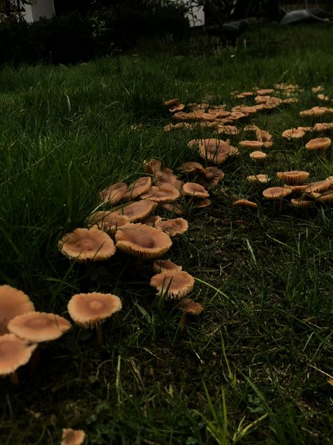 Brown Mushroom Aesthetic, Woods Aesthetic, Silly Goober, Autumn Green, Mushroom Brown, Brown Mushroom, Aesthetic Cottagecore, Brown Fall, Cottagecore Aesthetic