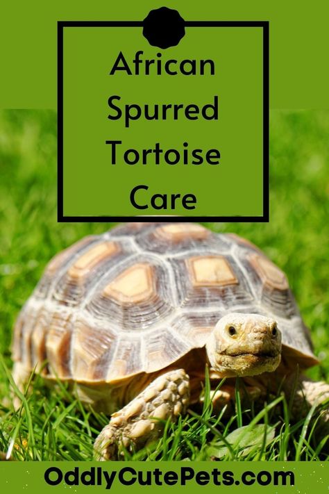 African spurred tortoise care. Are you interested in this tortoise and thinking about getting one? Learn what type of care they need before jumping in. Click through to learn more. African Spurred Tortoise Habitat, Safe Plants For Sulcata Tortoise, Sulcata Tortoise Care, Sulcata Tortoise Diet, African Tortoise, Turtle Care, Tortoise Food, Tortoise Enclosure, Leopard Tortoise