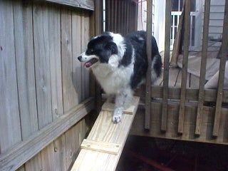 Dog Ramp for Decks - Instructables Dog Ramp For Stairs, Diy Dog Ramp, Dog Ramp Diy, Picture Of Dog, Dog Cave, Useful Projects, Elderly Dogs, Dog Stairs, Dog Playground