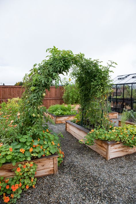 Small Yard Vegetable Garden Layout, Garden With Trellis Arch, Raised Bed With Arch Trellis, Raised Bed Design Ideas, Pea Arch Trellis, Above Ground Gardening Ideas Raised Beds, Raised Garden With Trellis, Raised Beds Garden Design, Metal Raised Bed Garden Layout